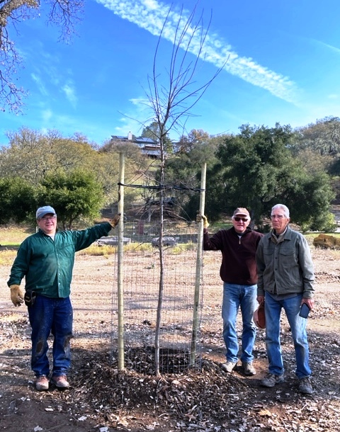 Mike, Bruce and John with a newly planted Valley Oak!